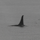 El terror encarnado: la aleta de una orca.